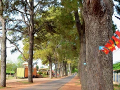 Hàng thông trăm tuổi - một vẻ đẹp vừa bình yên vừa lãng mạn.