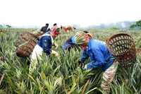 Người dân thu hoạch dứa ở Tân Uyên. (Ảnh TRẦN TUẤN)