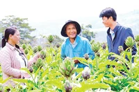 Nhiều gia đình tại Lâm Đồng canh tác cây dược liệu atisô mang lại hiệu quả kinh tế cao.