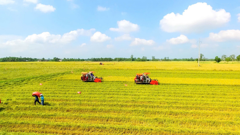 Nông dân thu hoạch lúa tại Cần Thơ.
