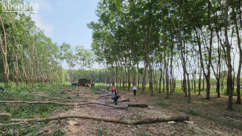 Bình Phước triển khai giải phóng mặt bằng. 