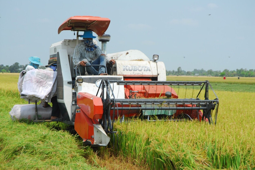 Bà con nông dân xã Hậu Mỹ Trinh, huyện Cái Bè (Tiền Giang) thu hoạch lúa.