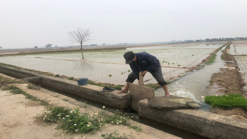 Nông dân huyện Bình Giang, tỉnh Hải Dương lấy nước gieo cấy lúa đông xuân.