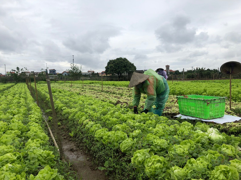 Nông dân tỉnh Hưng Yên thu hoạch rau trước khi rét đậm, rét hại kéo dài.