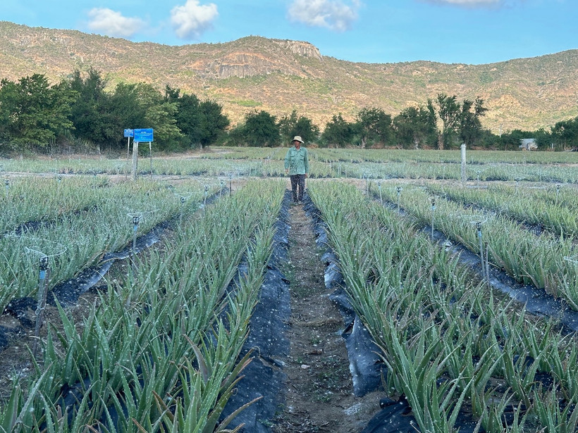 Tưới tiết kiệm nước cho cây nha đam ở Ninh Thuận. (Ảnh: NGUYỄN TRUNG)