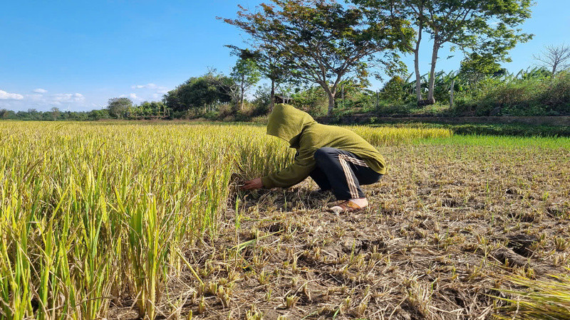 Ảnh hưởng của hạn hán khiến nhiều diện tích lúa ở huyện Đak Đoa (Gia Lai) bị thiệt hại. (Ảnh: ĐINH SỸ TẠO)