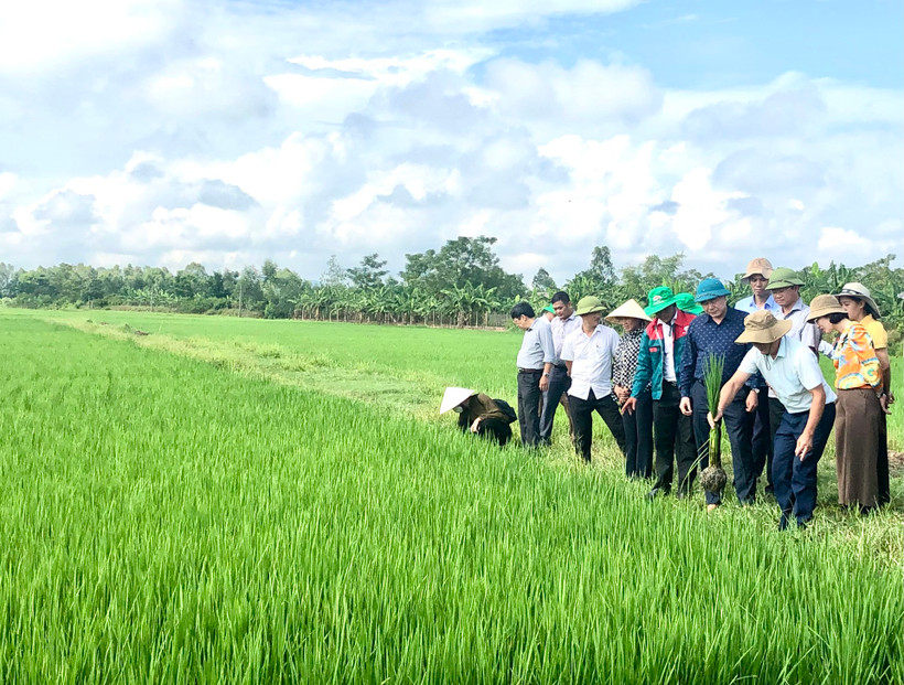 Mô hình sản xuất lúa hữu cơ, tuần hoàn tại xã Khánh Vĩnh Yên, huyện Can Lộc (Hà Tĩnh).