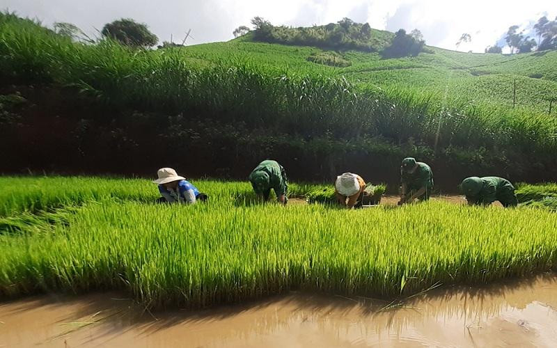 Cán bộ, chiến sĩ Đồn Biên phòng Mường Cai nhổ mạ giúp hộ gia đình anh Sộng A Nênh.