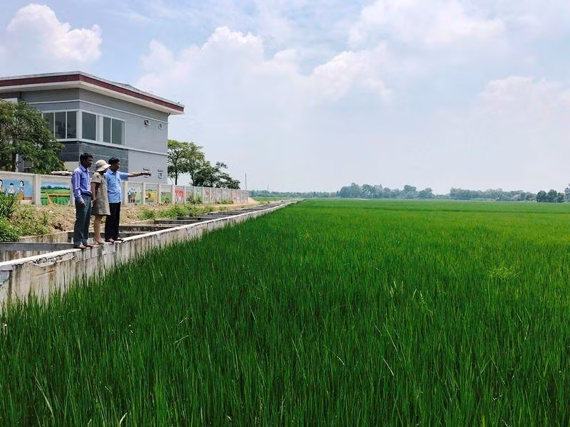 Khu vực trồng lúa hữu cơ của xã Đồng Phú, huyện Chương Mỹ.