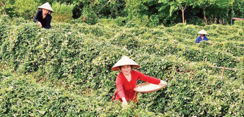 Thu hoạch hoa sâm tại Hợp tác xã sâm nam núi Dành Đức Hạnh.