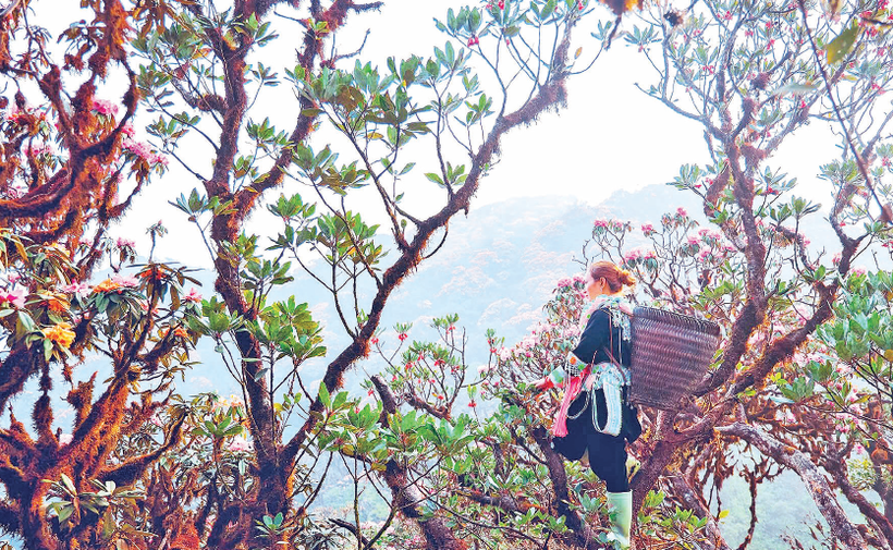 “Nữ hoàng Tây Bắc” trên đỉnh Pu Ta Leng