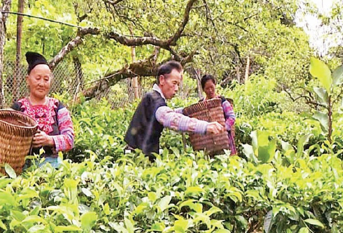 Ông Sùng A Tô luôn phát huy tốt vai trò người có uy tín trong cộng đồng ở xã Pà Cò, huyện Mai Châu, tỉnh Hòa Bình.