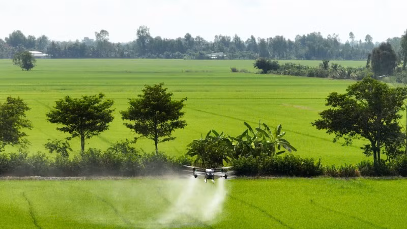 Phun thuốc bảo vệ thực vật phòng, trừ sâu bệnh hại lúa.