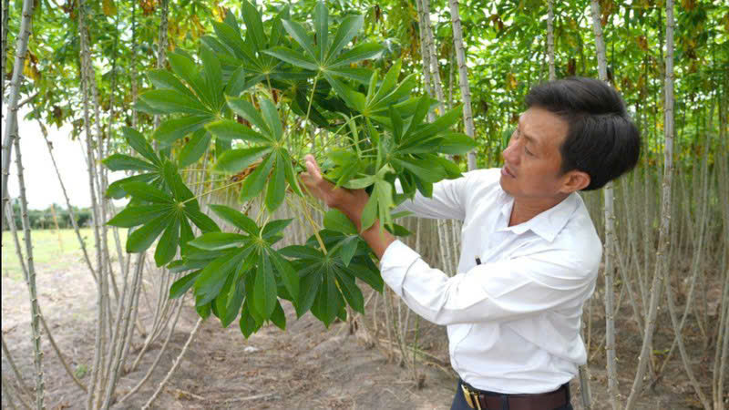 Kiểm tra tình trạng nhiễm bệnh khảm lá trên cây sắn tại huyện Châu Thành, tỉnh Tây Ninh. ẢNH TTXVN 