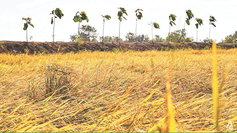 Thời tiết khô hạn làm suy giảm năng suất lúa gạo ở Thái Lan. Ảnh | CNA/Jack Board
