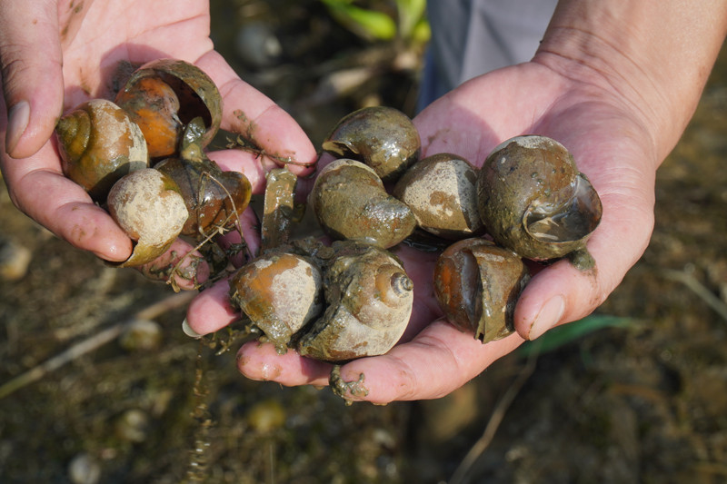 Ốc nhồi nuôi bị chết hàng loạt, gây nhiều thiệt hại cho nông dân. 