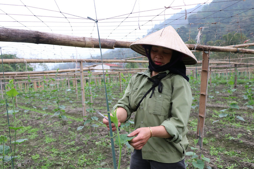 Người dân xã Yến Dương chăm sóc cây bí xanh thơm. 