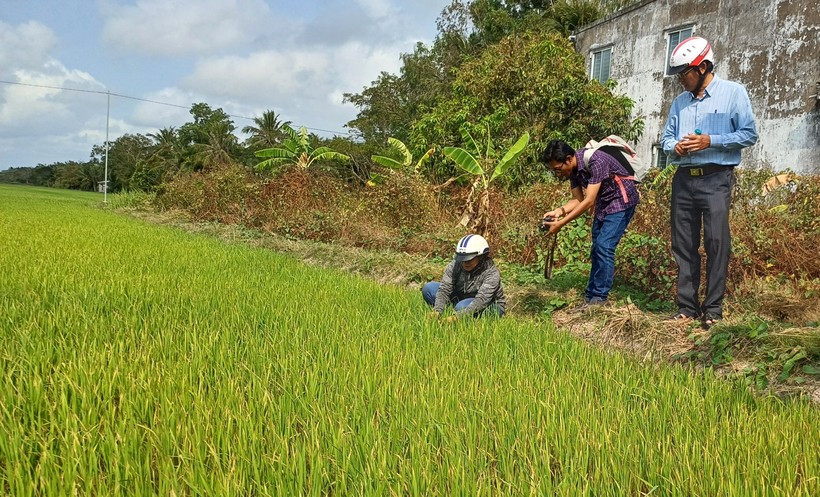 Một số diện tích lúa xuống giống Đông Xuân muộn tại Sóc Trăng bị thiếu nước sản xuất do mặn xâm nhập, tháng 2/2024. (Ảnh: TTXVN)
