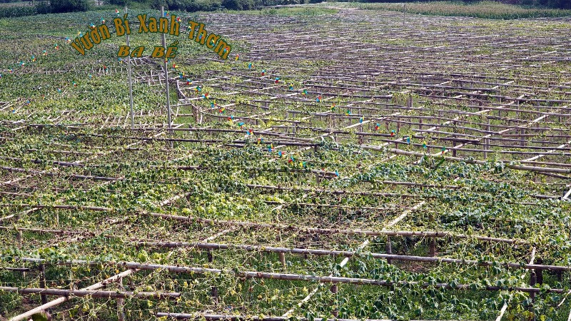 Một diện tích bí xanh thơm héo vàng vì dịch bệnh. (Ảnh: CÔNG HẢI)