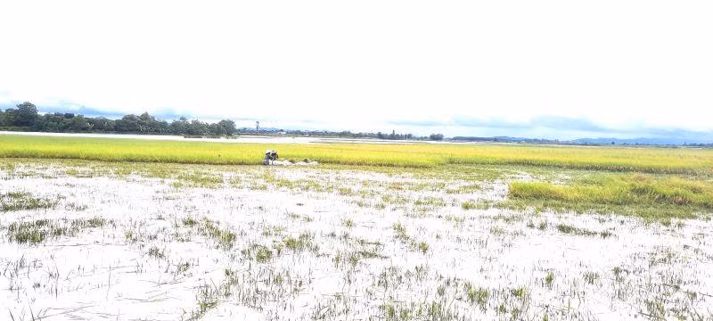 Chiều 27/9, nhiều người nông dân ở xã Ea Kly tranh thủ gặt lúa chạy bão với quan điểm “xanh nhà hơn già đồng”.