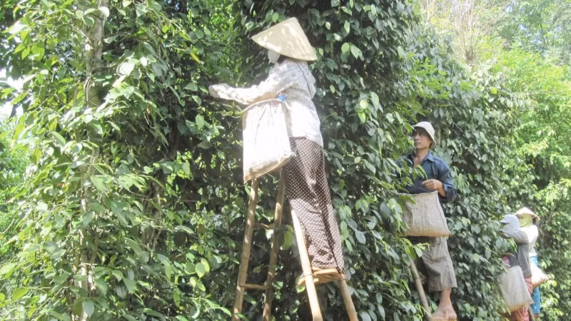 Thu hoạch tiêu hữu cơ phục vụ xuất khẩu ở huyện Vĩnh Linh.