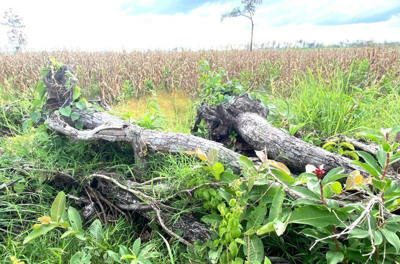 Diện tích rừng tự nhiên tại Dự án đầu tư cải tạo, bảo vệ và phát triển rừng của Công ty trách nhiệm hữu hạn trồng rừng 27/7 bị suy giảm. (Ảnh: T.L)
