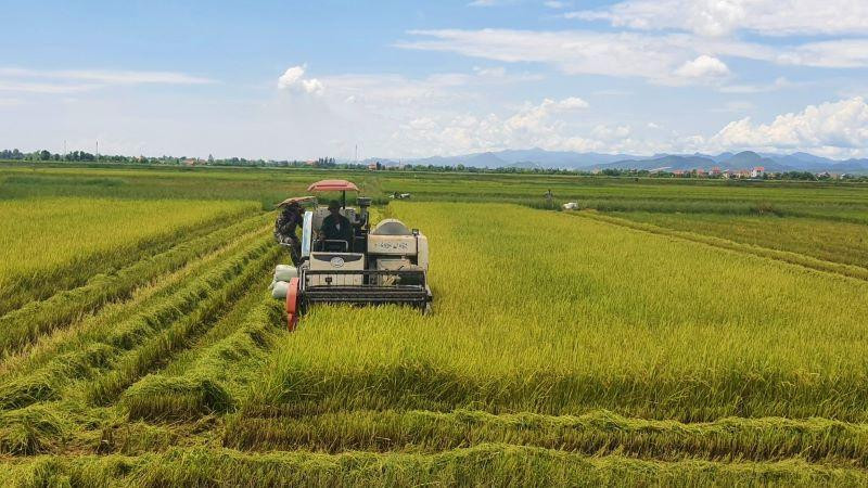 Nông dân huyện Quảng Ninh (Quảng Bình) thu hoạch lúa hè thu.