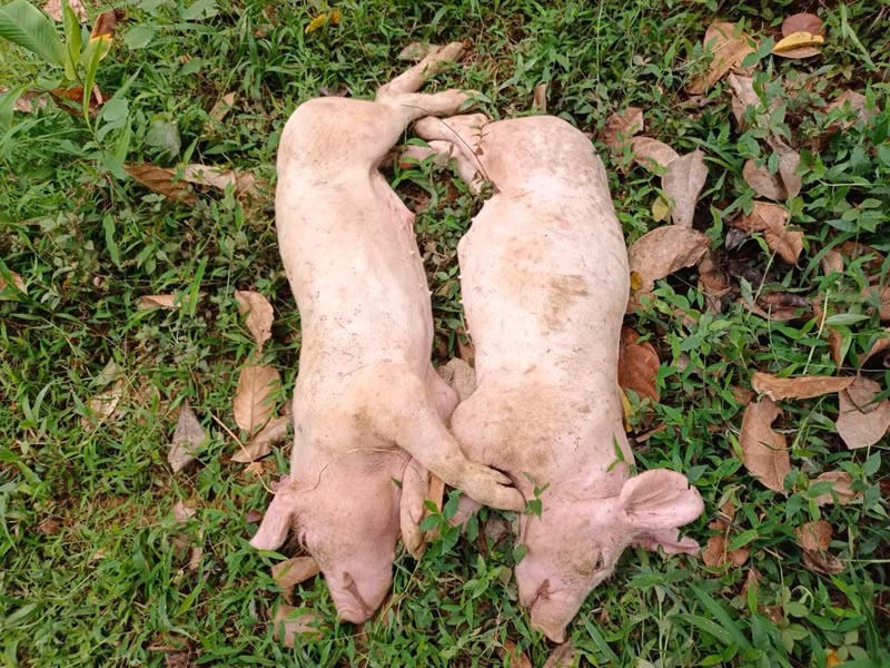 Hai trong số những con lợn bị chết bởi dịch tả lợn châu Phi tại ổ dịch mới phát hiện ở xã Tân Tú. Ảnh: LÊ TRANG