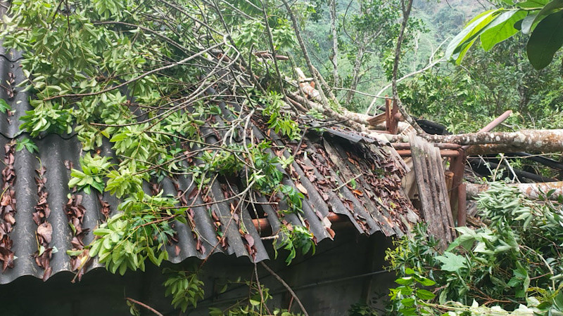 Một căn nhà lợp tôn bị cây đổ vào gây hư hại nặng. Ảnh: TRẦN LỘC.