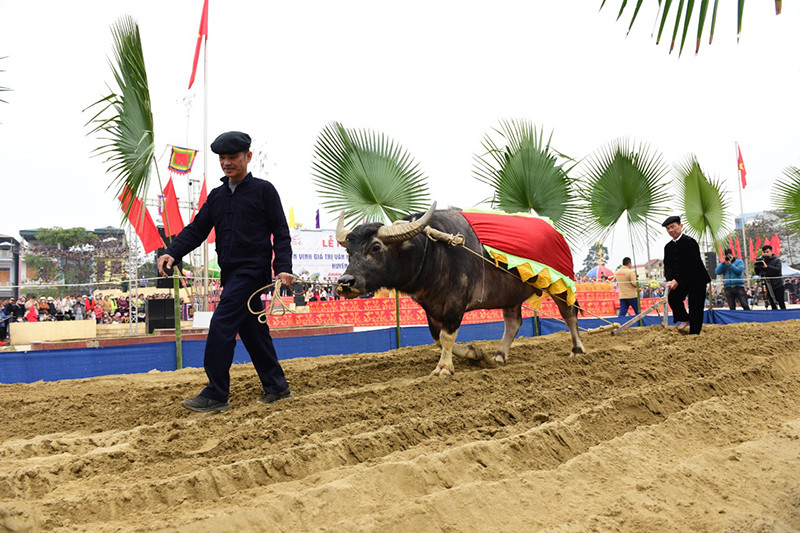 Nghi thức xuống đồng cày ruộng tại Lễ hội.