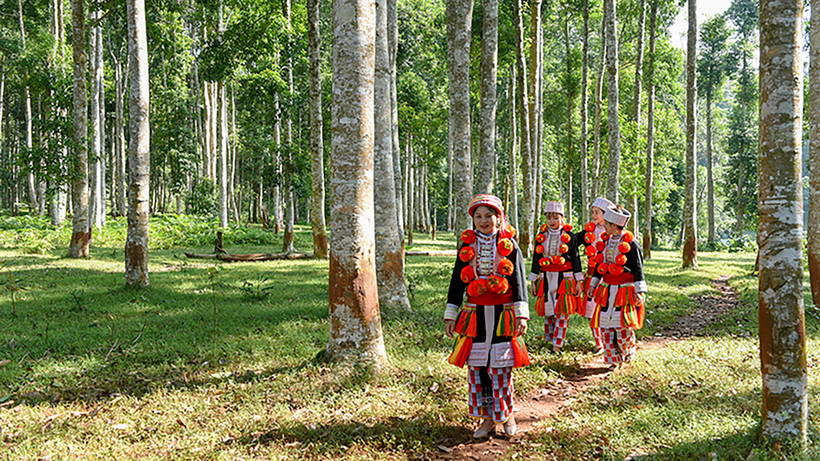 Du lịch sinh thái rừng thu hút nhiều khách du lịch đến Tuyên Quang.