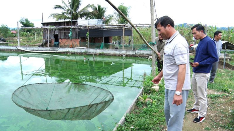 Mô hình nuôi cá chình của Tổ hợp tác nuôi trồng thủy sản Tổ dân phố 2A, thị trấn Đắk Hà. 