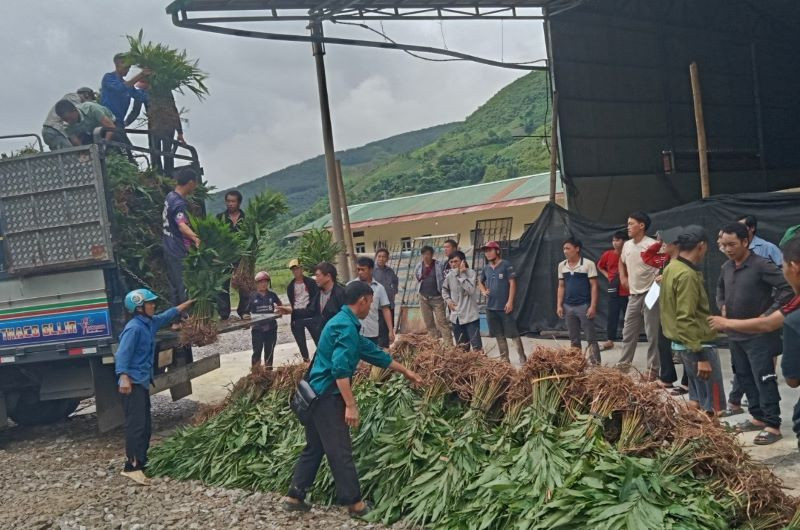 Ủy ban nhân dân xã Na Sang, huyện Mường Chà cấp cây sa nhân giống cho người dân bản Nậm Bó trồng dưới tán rừng. 