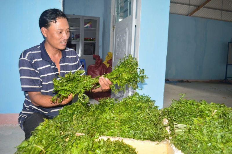 Rau dớn, đặc sản của núi rừng Sơn Hà (Quảng Ngãi).