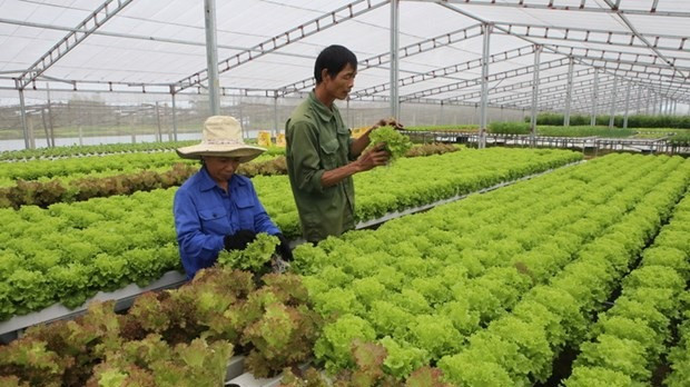 Trồng rau sạch. (Nguồn: TTXVN)