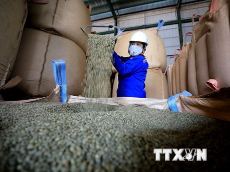 Chất lượng cà-phê Robusta Việt Nam được đánh giá là ngon hàng đầu trên thế giới. (Ảnh: Nhật Anh/TTXVN)