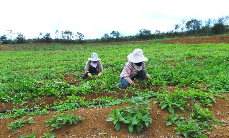 : Nhiều hộ dân đồng bào dân tộc thiểu số tỉnh Kon Tum bỏ cây sắn qua trồng dược liệu, cho thu nhập tăng gấp đôi. Trong ảnh: Chị Y Mua, xã Măng Cành, huyện Kon Plông bỏ trồng sắn sang trồng cây đương quy.