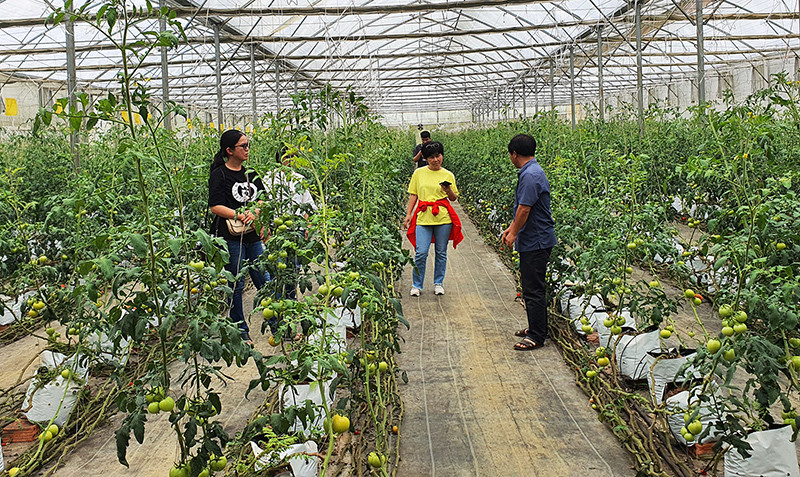Trồng cà chua trong nhà lưới tại Ban Quản lý Khu Nông nghiệp ứng dụng công nghệ cao Măng Đen.