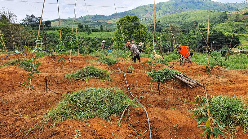 Đồng bào dân tộc thiểu số huyện Sa Thầy chuyển đổi mô hình từ trồng sắn sang trồng chanh dây cho hiệu quả kinh tế cao.