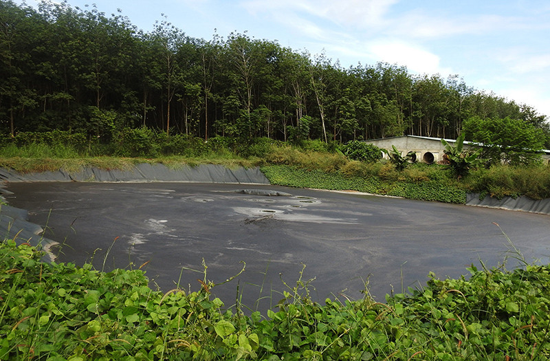 Bể biogas của trại lợn bị rách bạt, nước thấm trực tiếp ra ngoài.