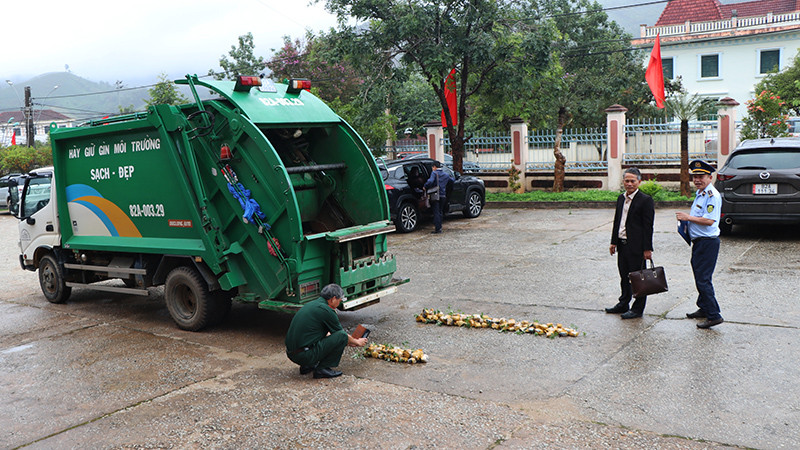 Tiêu hủy 148 cây sâm giống giả sâm Ngọc Linh.