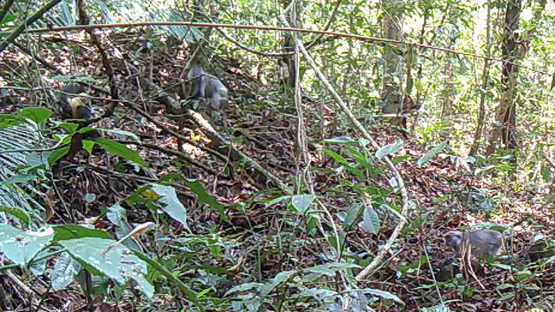 Đàn voọc bạc quý hiếm tại Vườn quốc gia Chư Mom Ray.