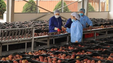 Chanh leo là mặt hàng có kim ngạch xuất khẩu lớn vào thị trường EU. 
