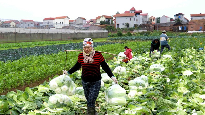 Người dân cần khẩn trương thu hoạch rau màu ở vùng thấp trũng. 