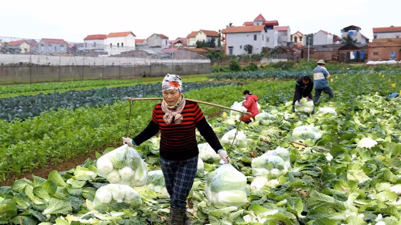 Người dân cần khẩn trương thu hoạch rau màu ở vùng thấp trũng. 