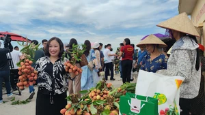 Du khách trải nghiệm thu hoạch và thưởng thức vải thiều tại xã Thanh Sơn, huyện Thanh Hà. (Ảnh: QUỐC VINH)