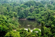 Khu bảo tồn Alto Maues của Brazil. (Nguồn: www.wwf.org.br/TTXVN)