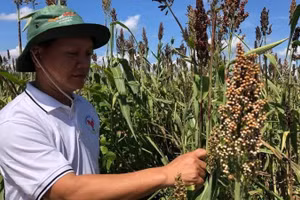 Chăm sóc cánh đồng cao lương tại xã Hàm Liêm, tỉnh Lâm Đồng