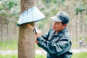 Công nhân khai thác mủ cao-su tại Công ty cổ phần cao-su Tây Ninh. (Ảnh: ĐÀO PHONG)