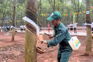 Công nhân thi khai thác mủ cao-su trên vườn cây tại nông trường Cẩm Đường Tổng Công ty Cao-su Đồng Nai.
